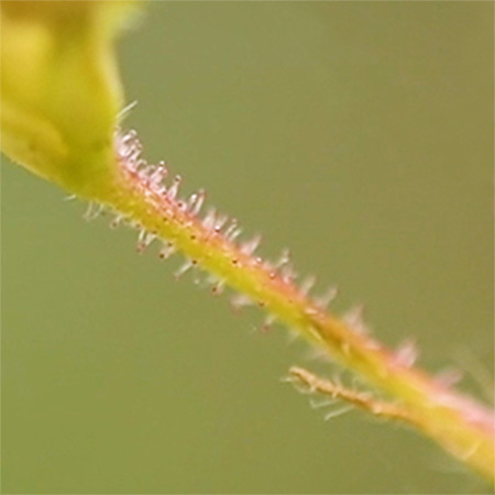 ミゾソバ（花柄）