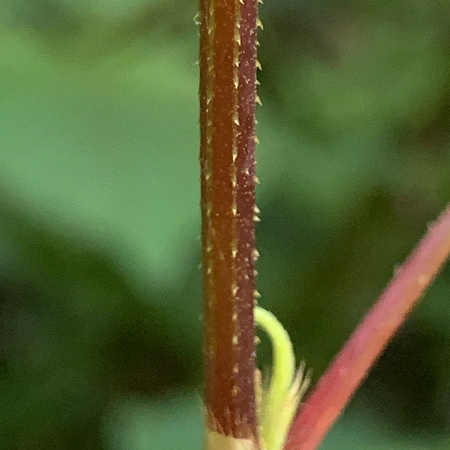 ミゾソバ（茎）