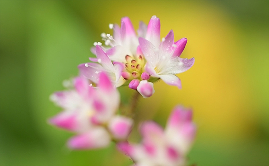 ミゾソバ（花）