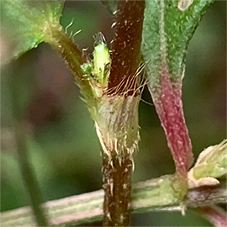 ミゾソバ（托葉 鞘状）