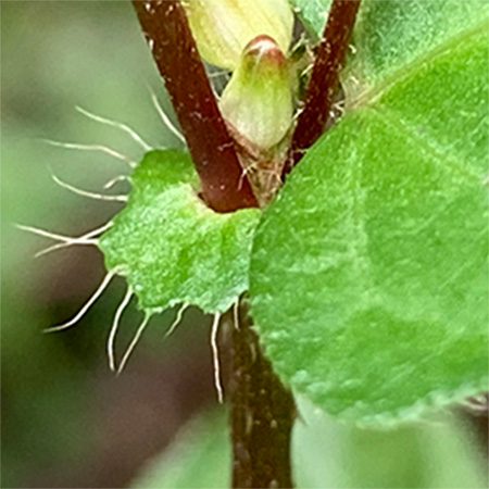 ミゾソバ（托葉 葉状）