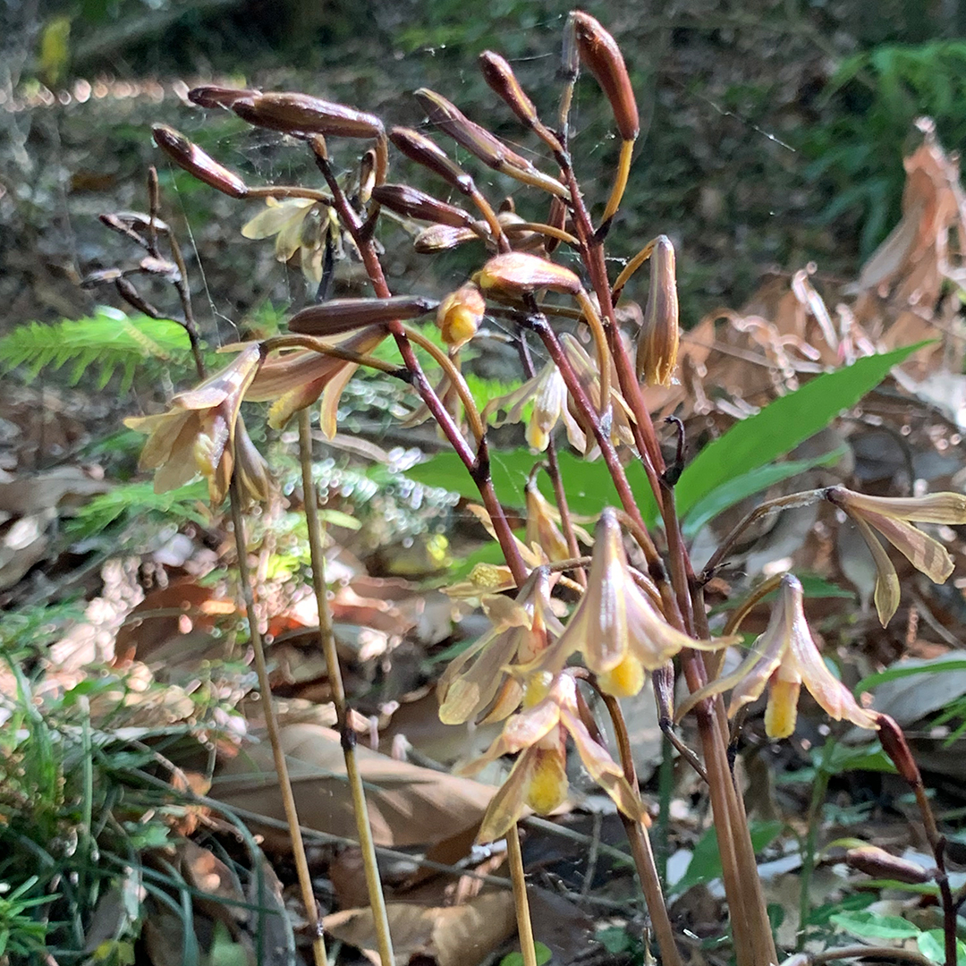 ムヨウラン（全体）