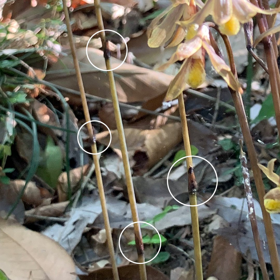 ムヨウラン（葉）