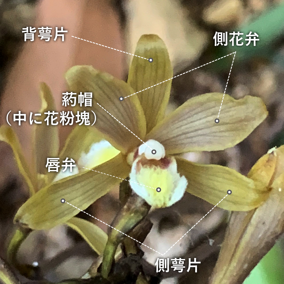 ムヨウラン（花）