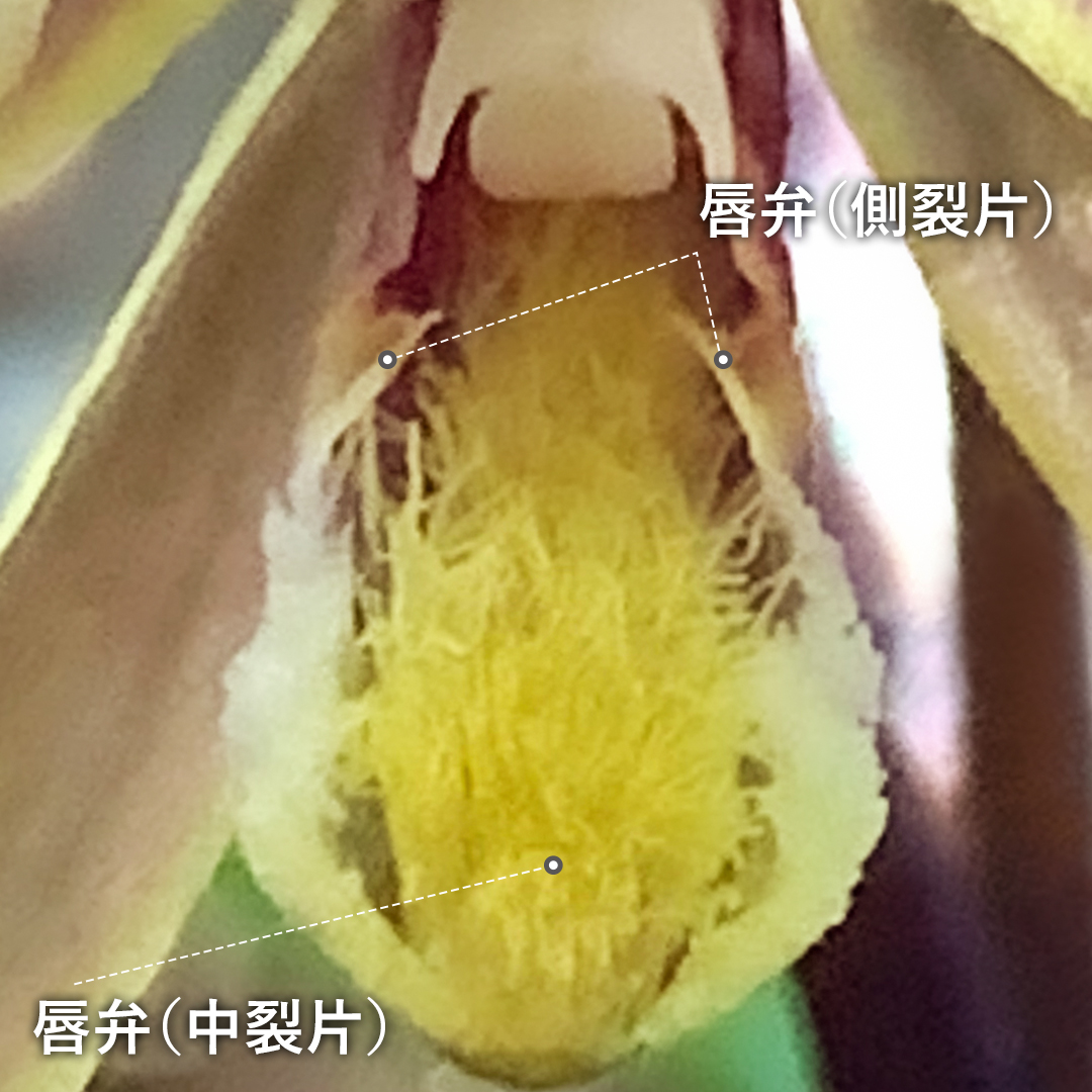 ムヨウラン（唇弁）