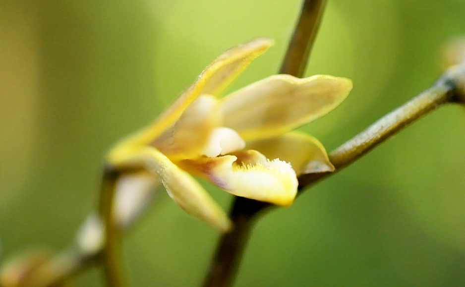 ムヨウラン（花）