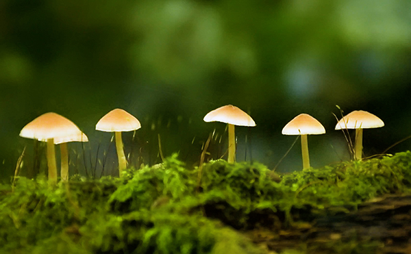 共生菌イメージ