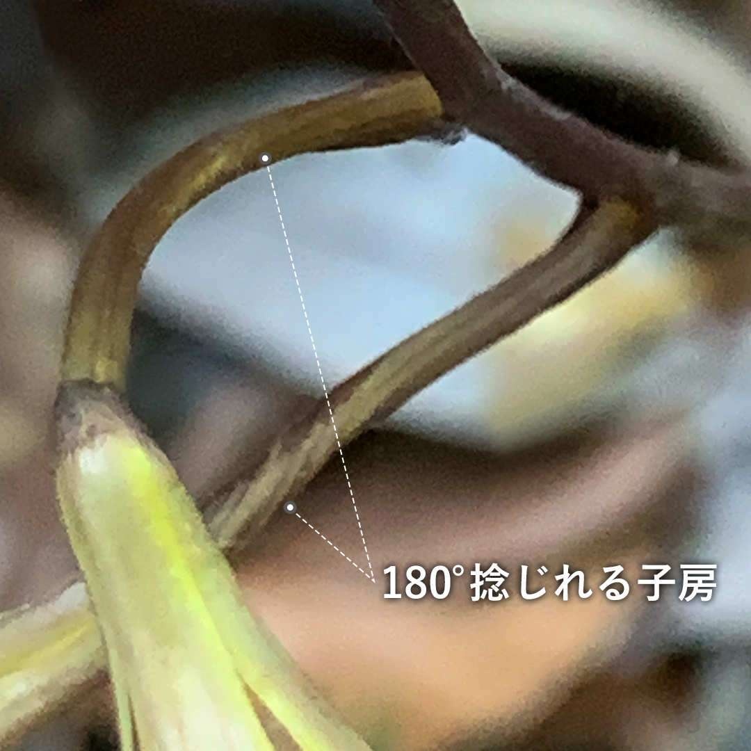 ムヨウラン（子房）