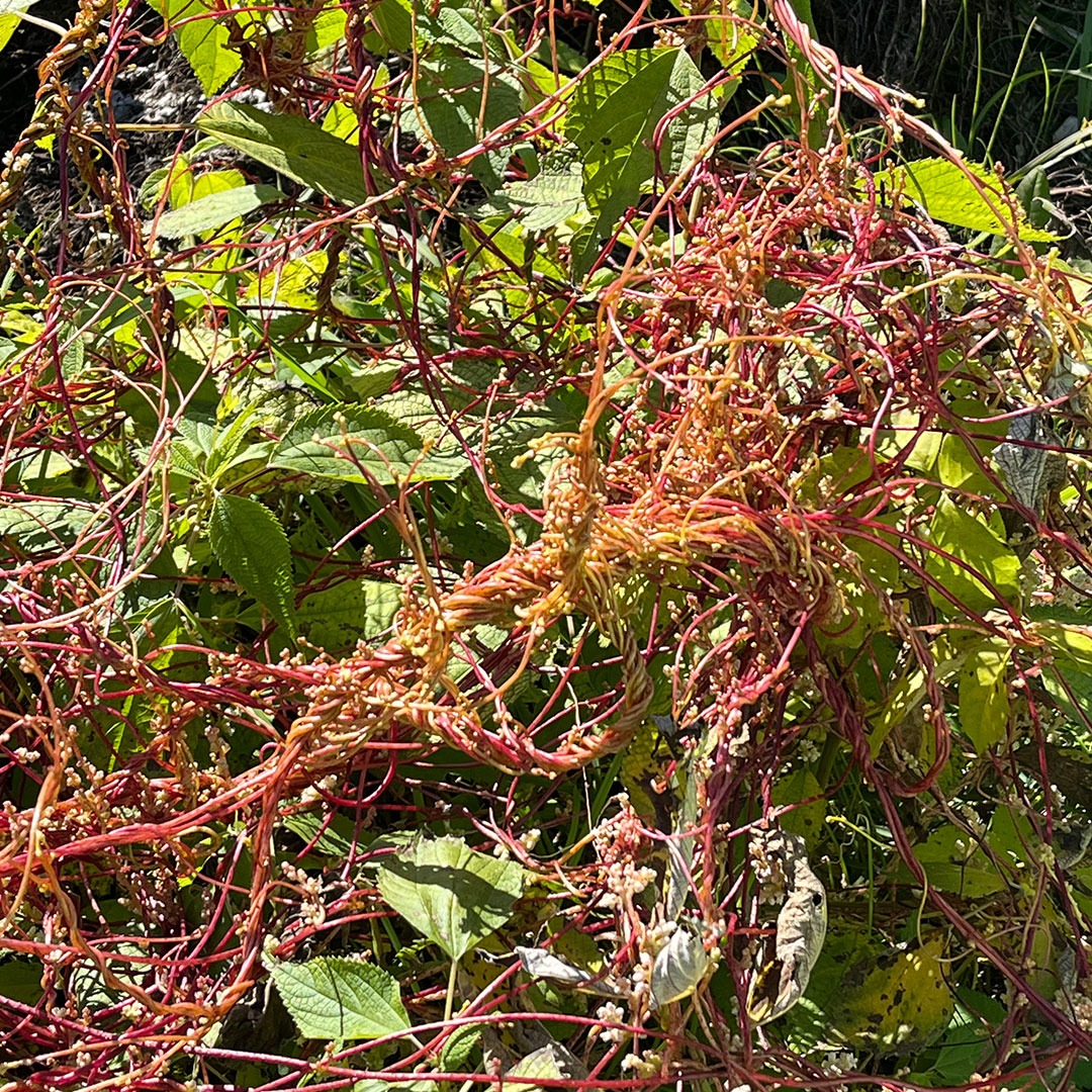 ネナシカズラ（全体）