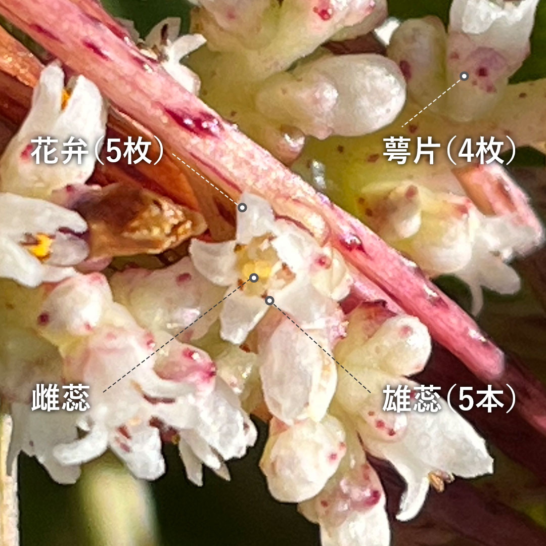 ネナシカズラ（花）