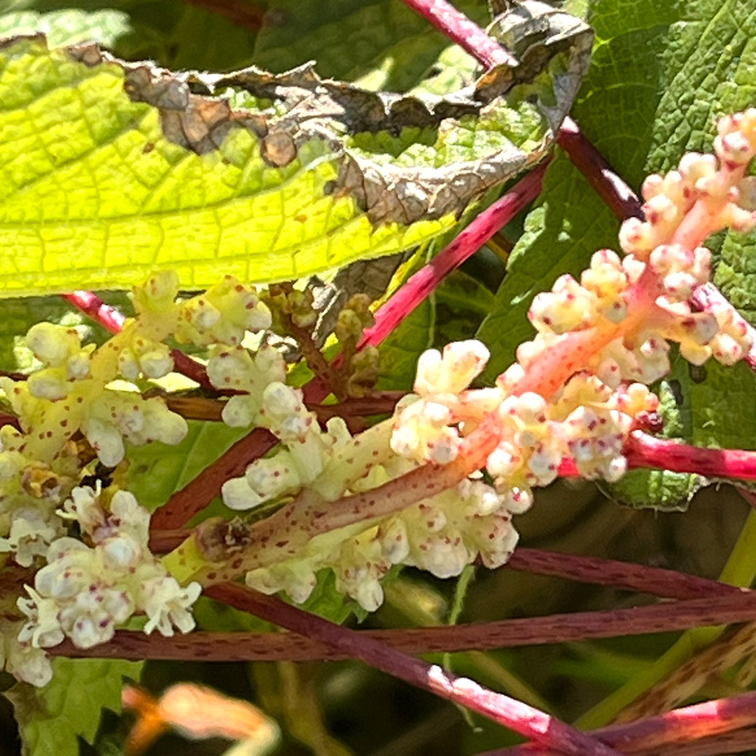 ネナシカズラ（花）