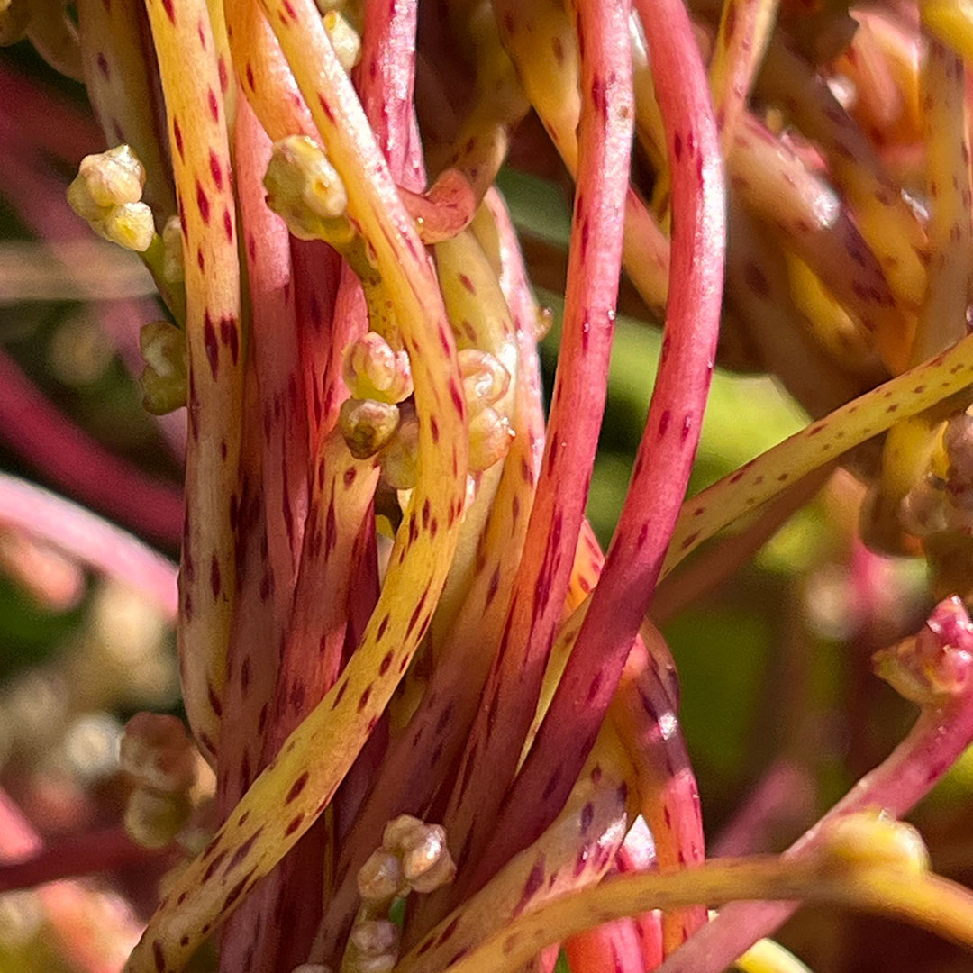 ネナシカズラ（茎）