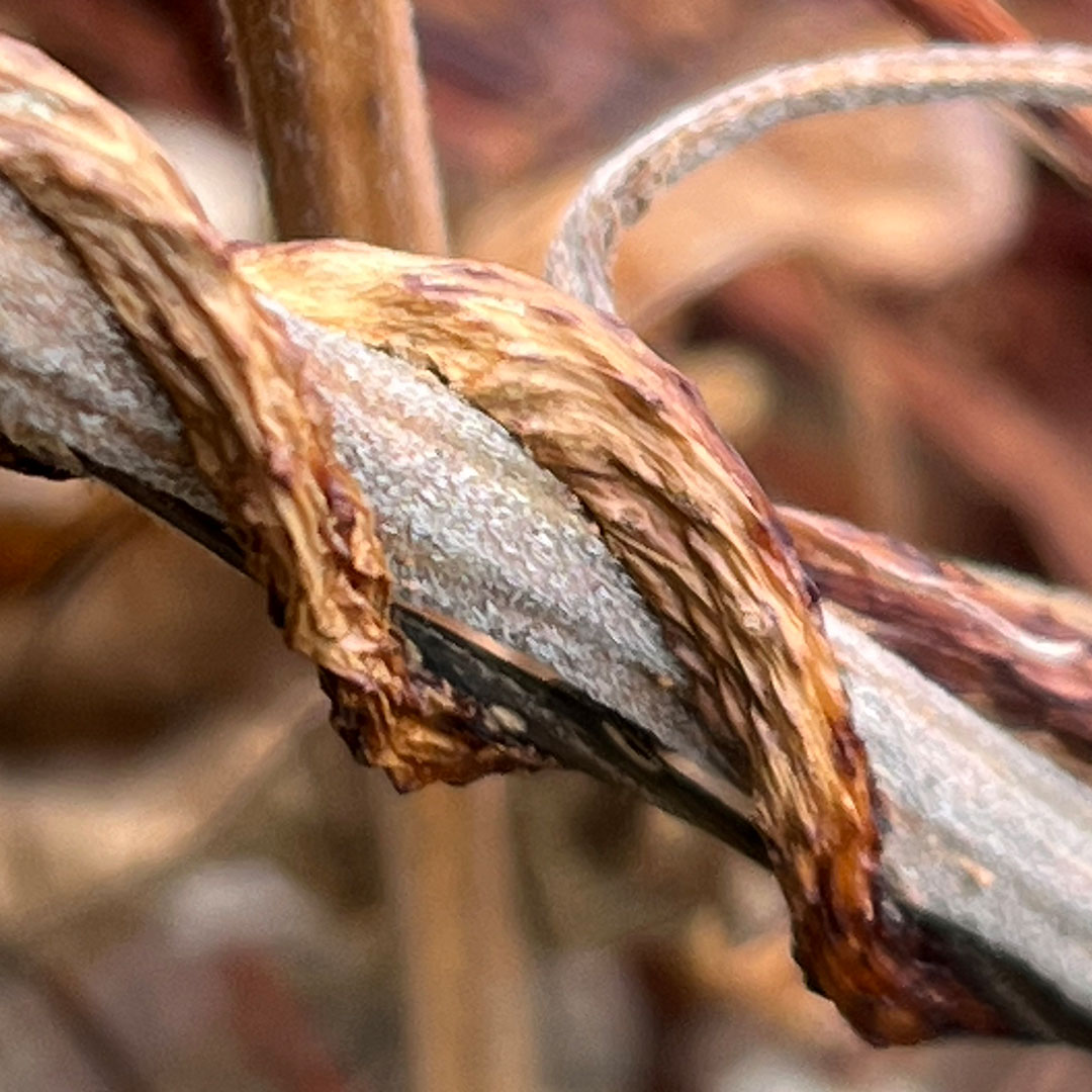 ネナシカズラ（吸器）