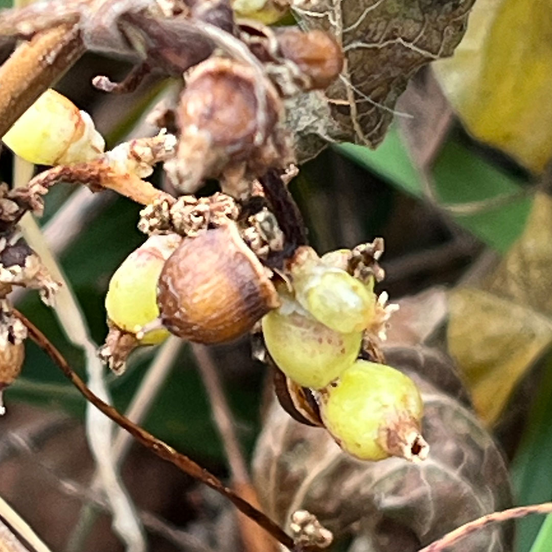 ネナシカズラ（実）