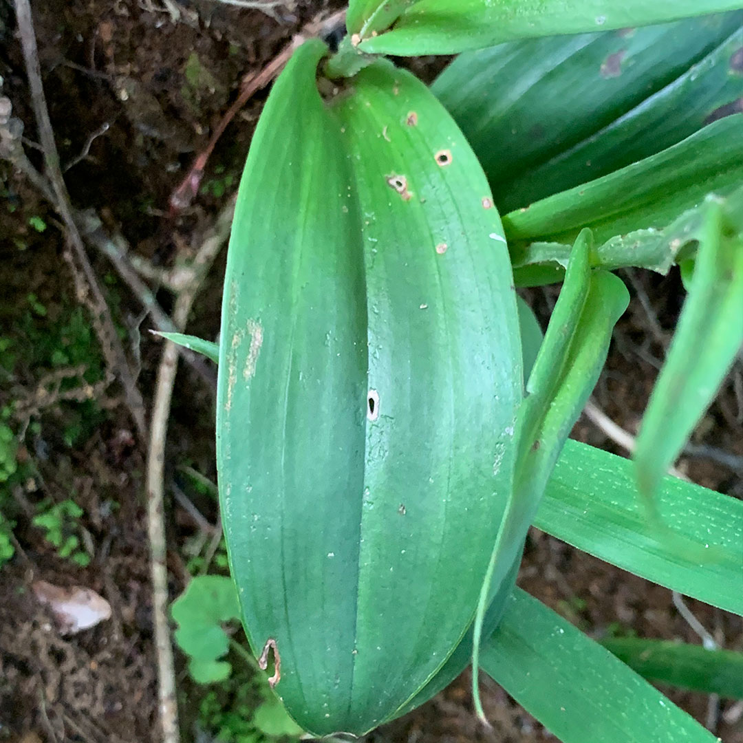 オオバノトンボソウ（葉）