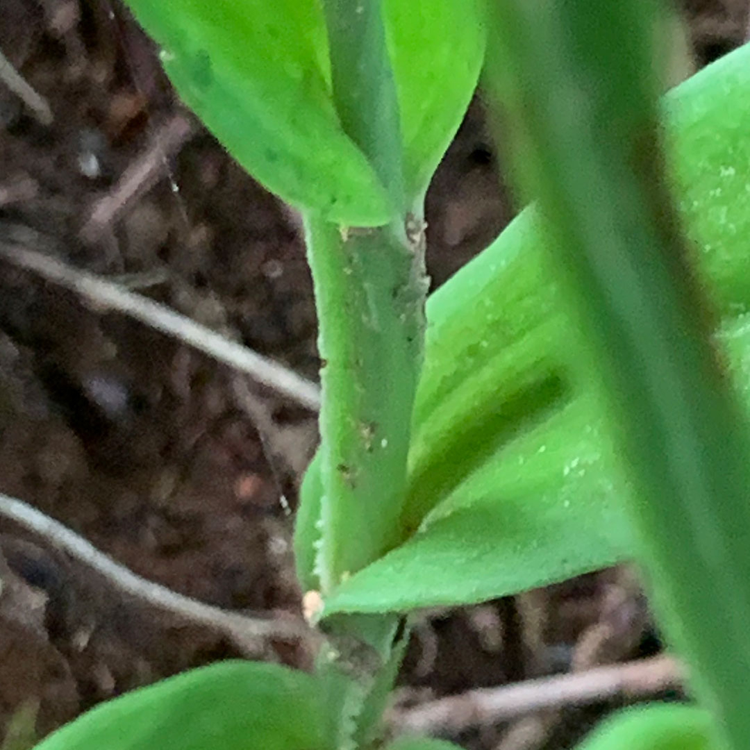 オオバノトンボソウ（葉）