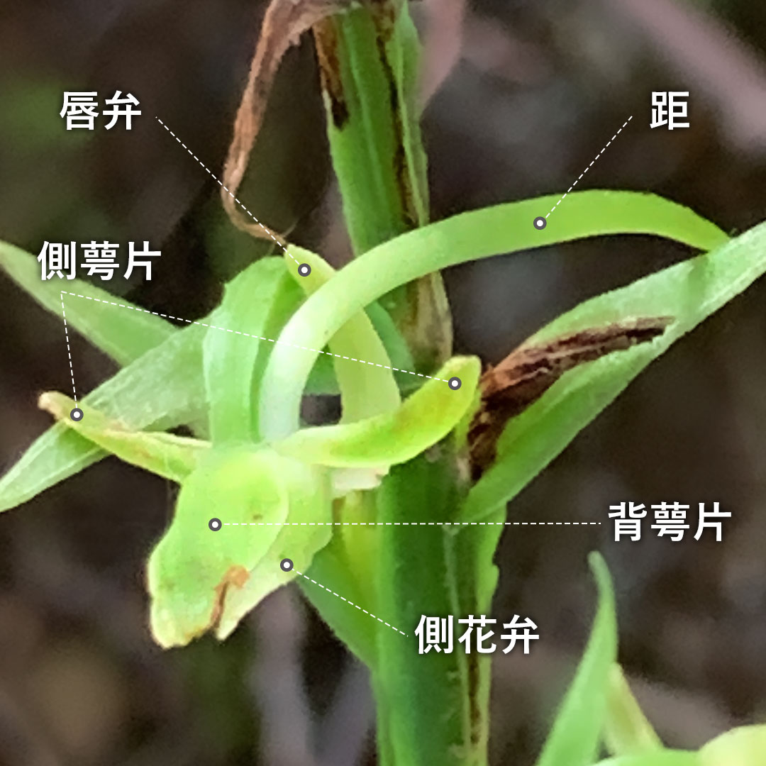 オオバノトンボソウ（花）