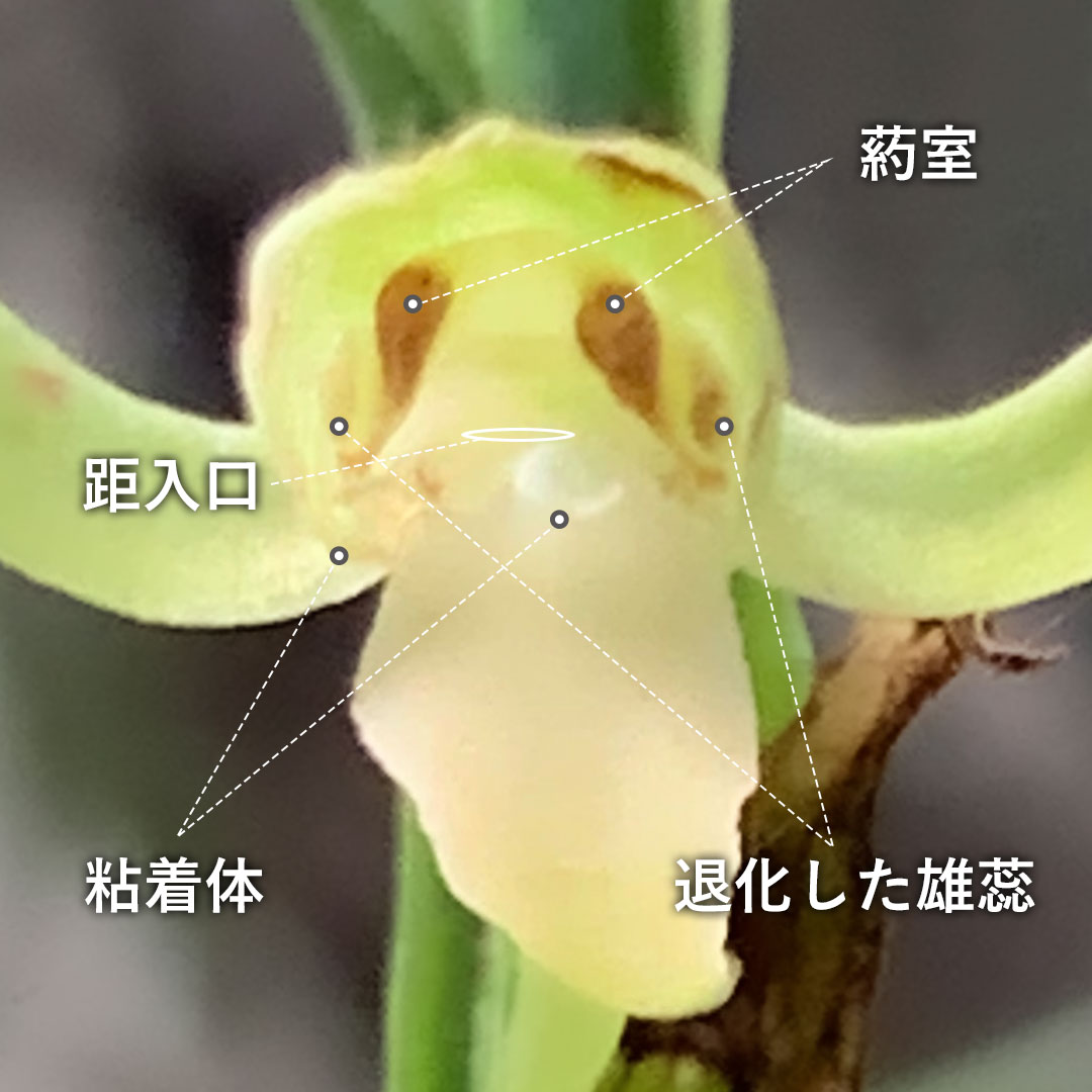 オオバノトンボソウ（花）