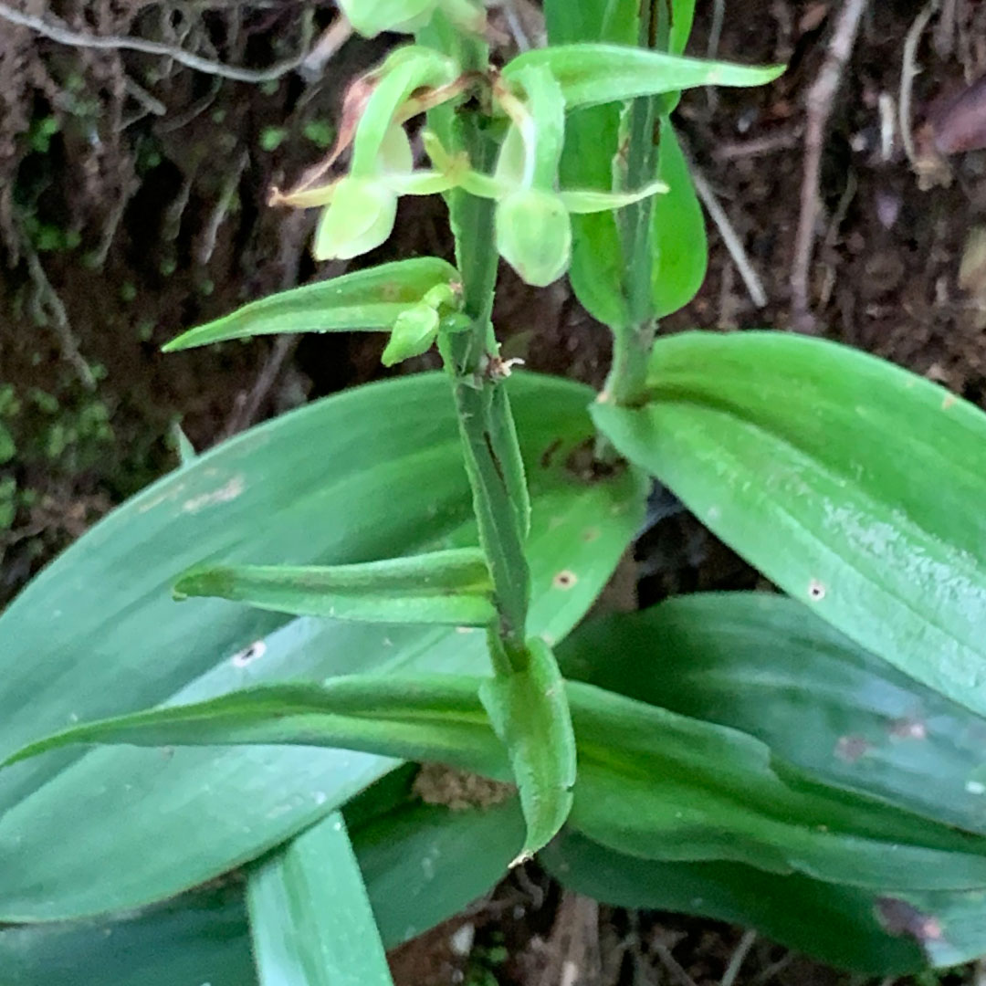 オオバノトンボソウ（茎）