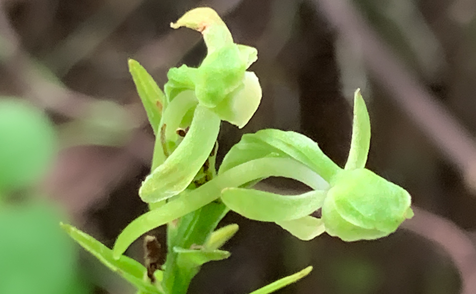 オオバノトンボソウ（花）