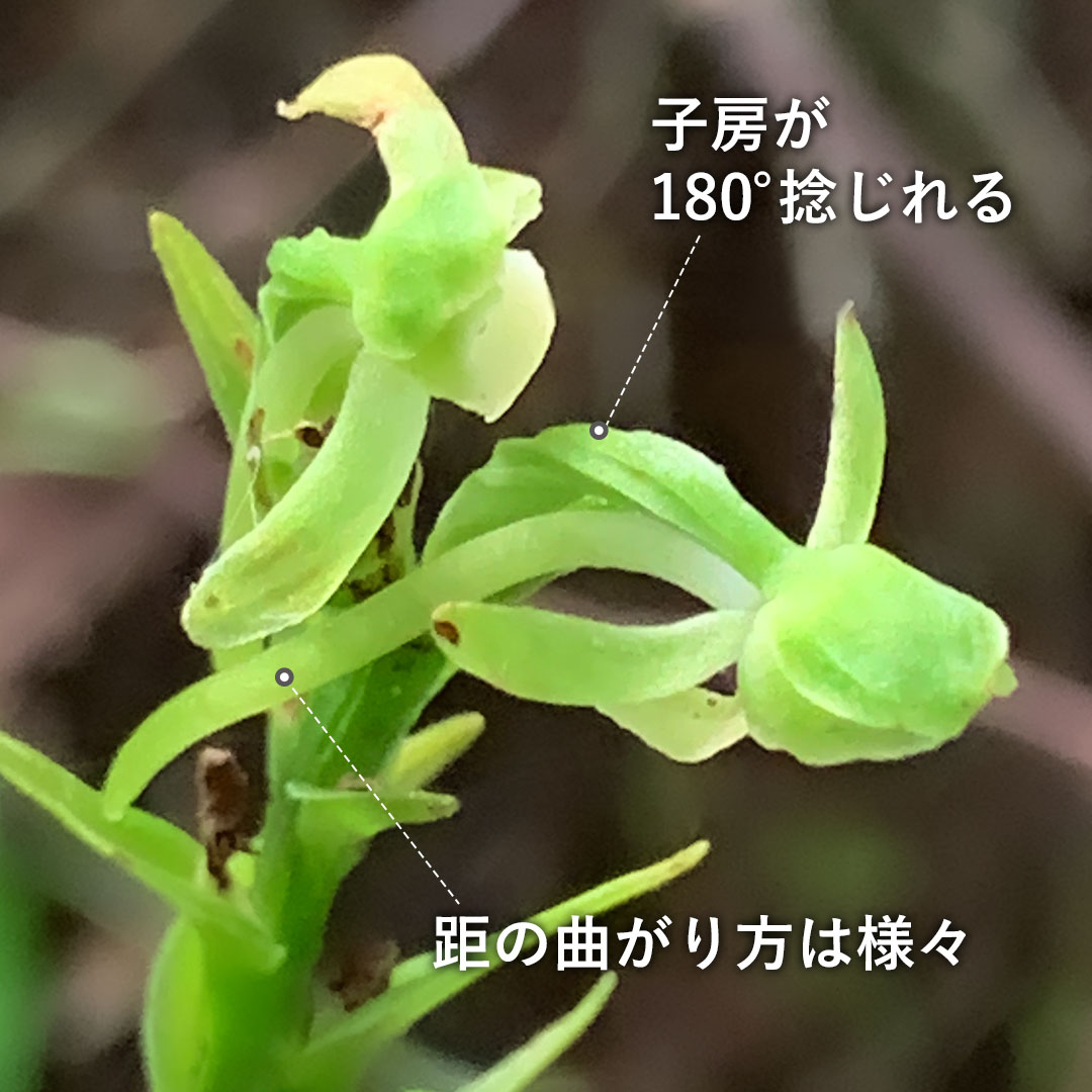 オオバノトンボソウ（子房）