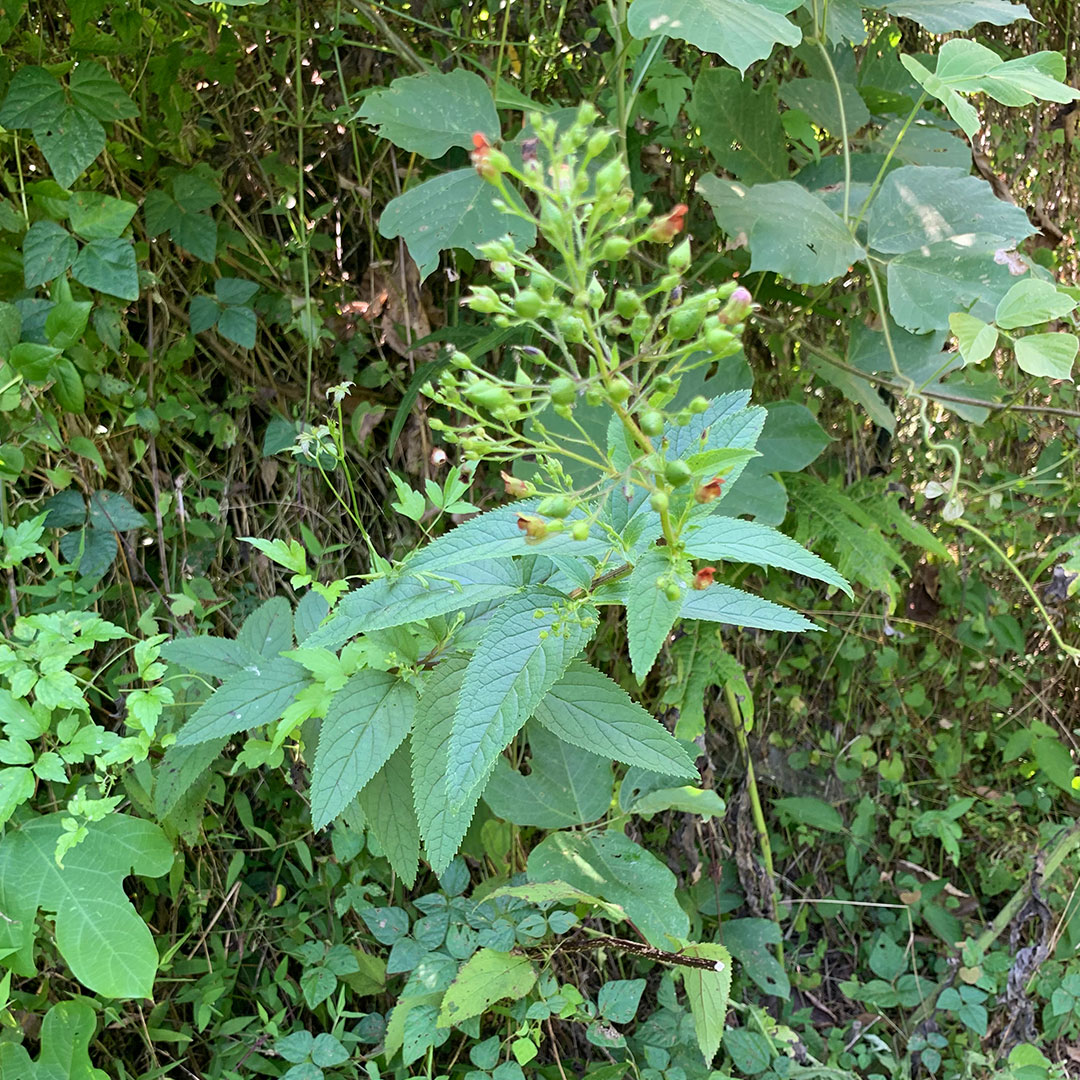 オオヒナノウスツボ（全体）