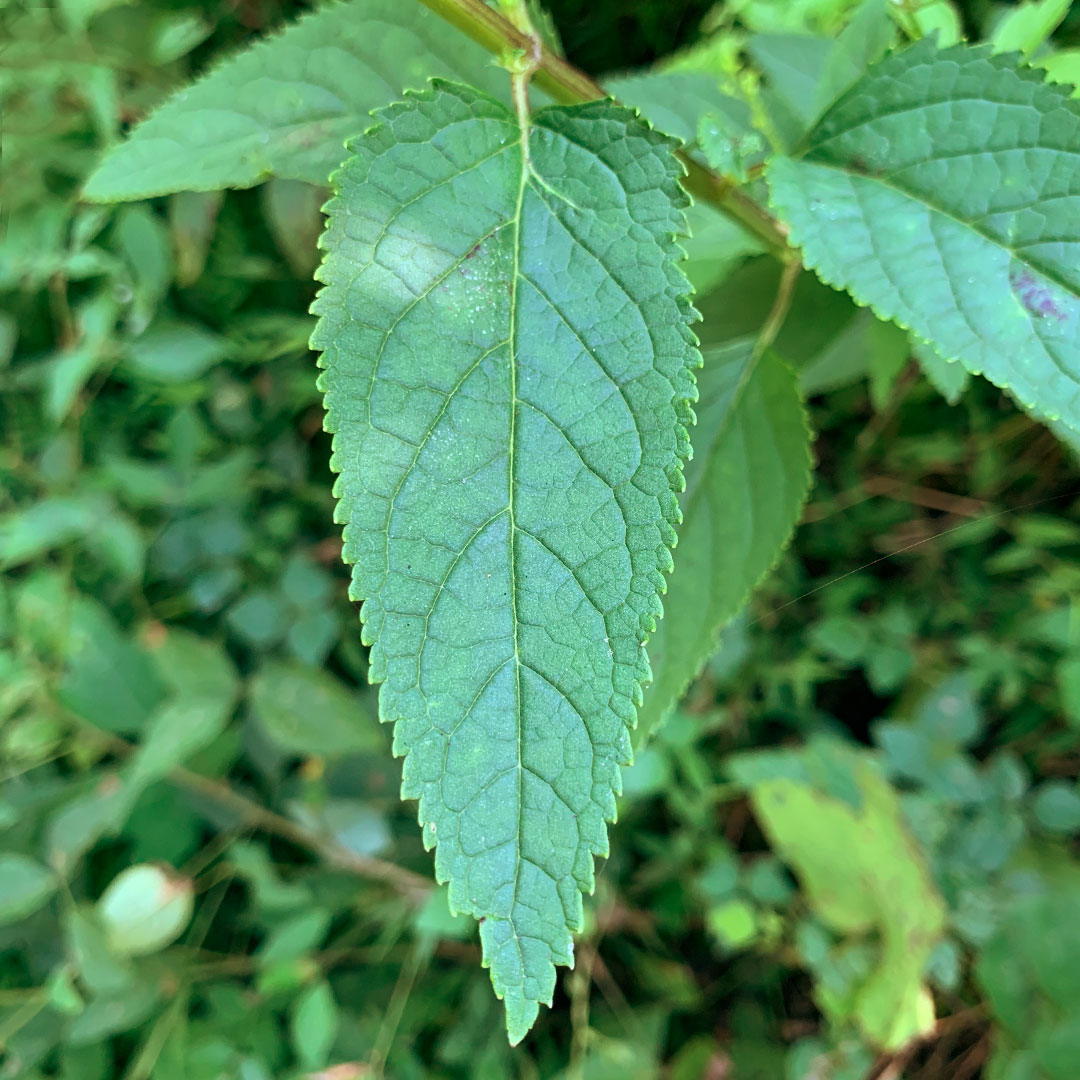 オオヒナノウスツボ（葉）