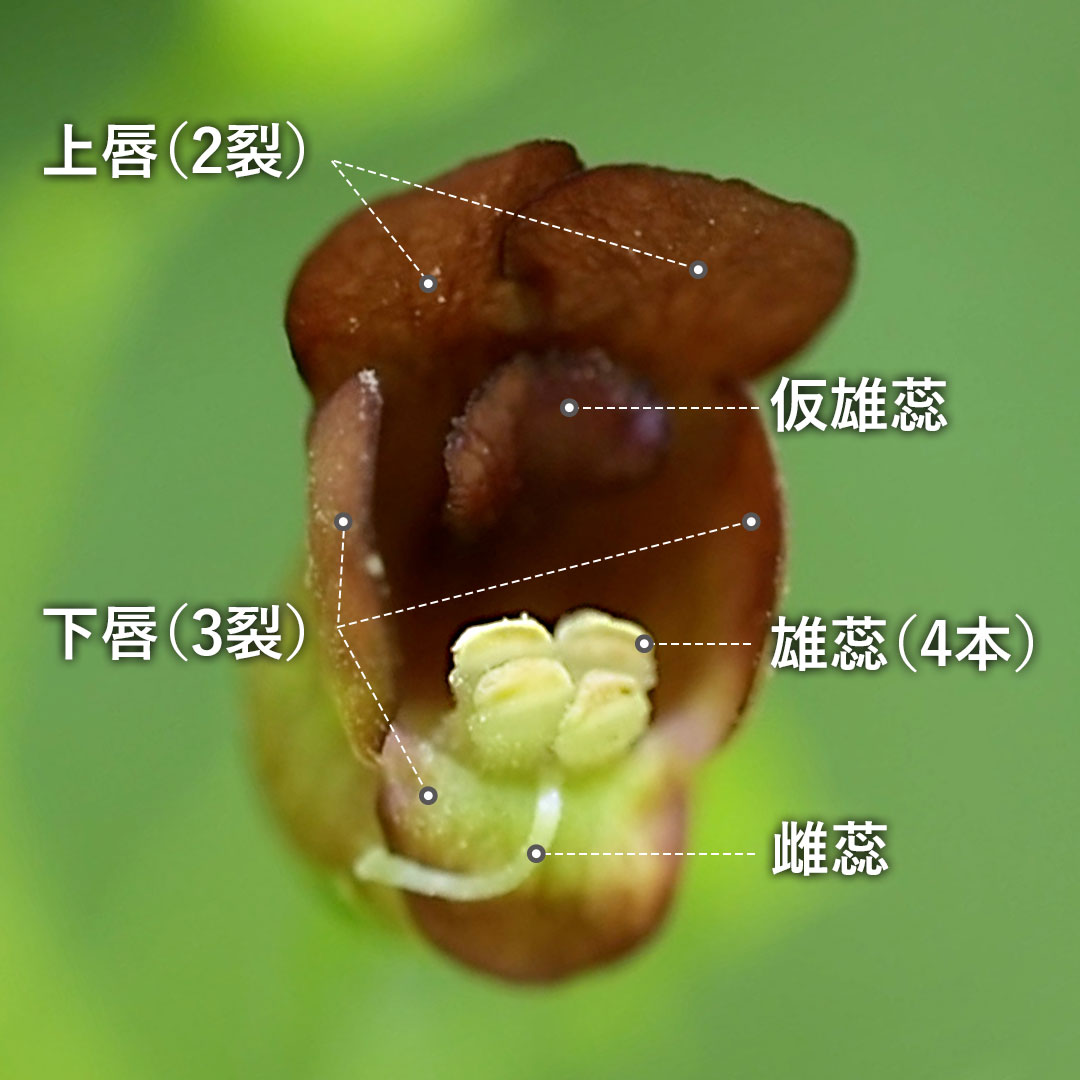 オオヒナノウスツボ（花）