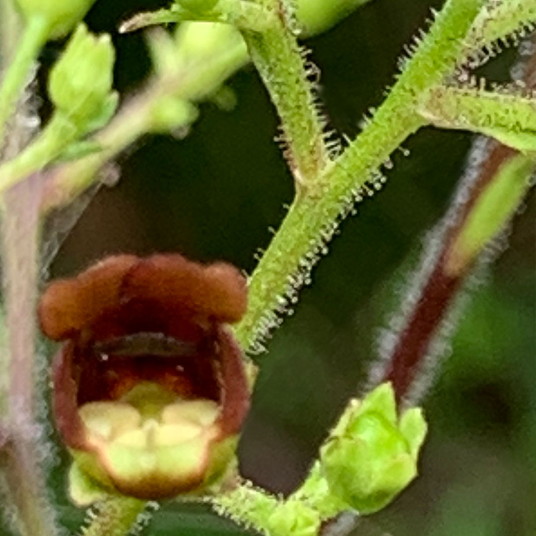 オオヒナノウスツボ（花柄）