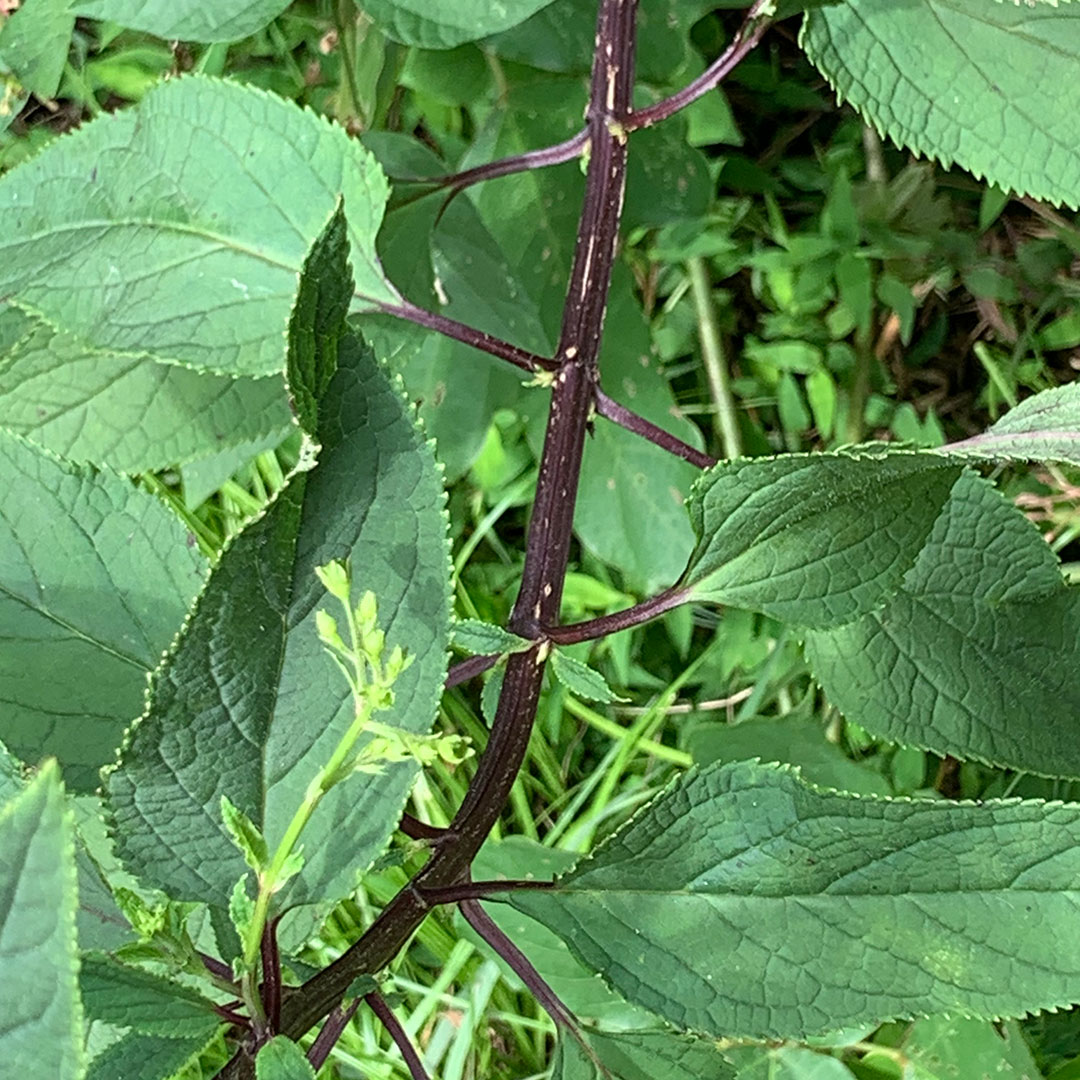 オオヒナノウスツボ（茎）