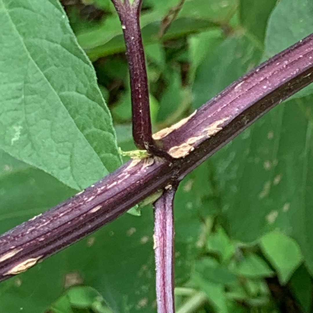 オオヒナノウスツボ（茎）