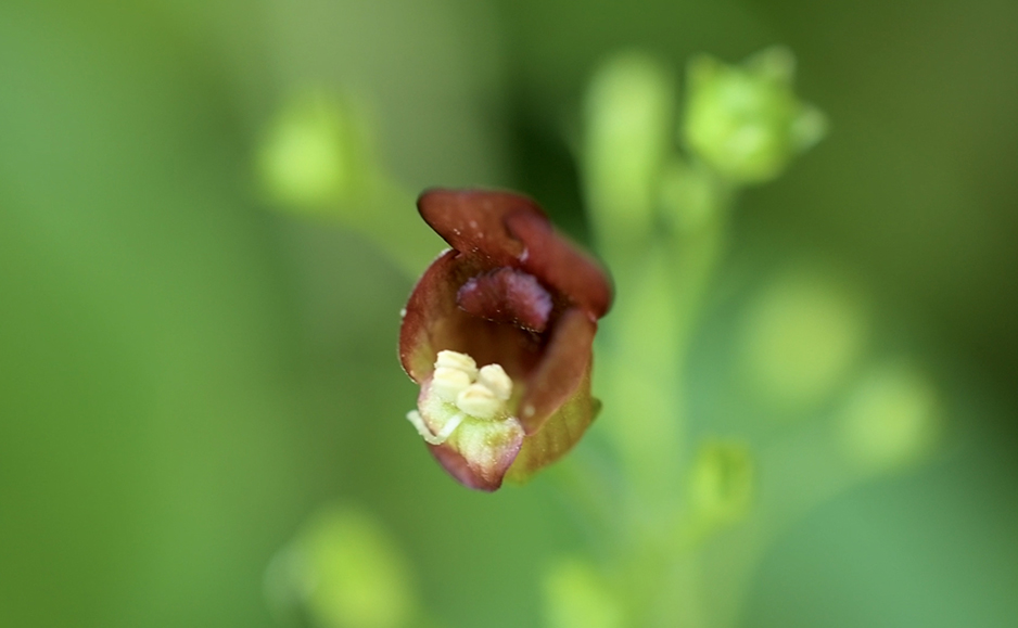 オオヒナノウスツボ（花）