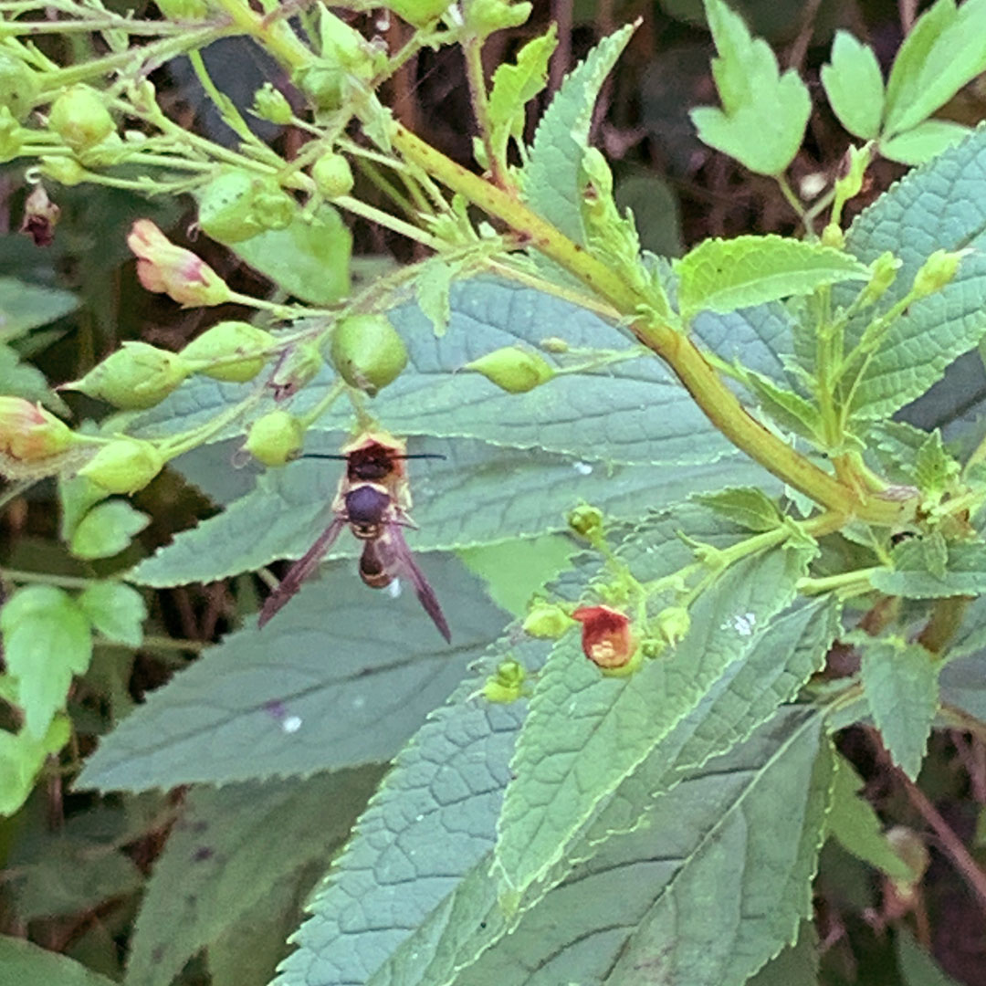 オオヒナノウスツボ（ポリネーター）