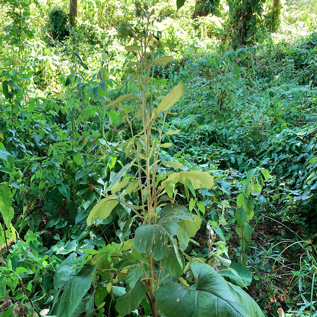 オヤマボクチ(全体)