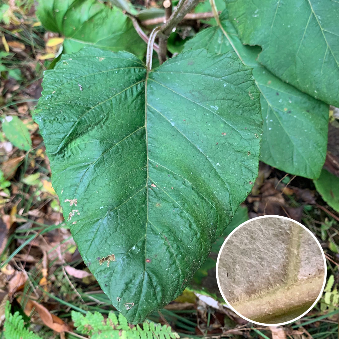 オヤマボクチ(葉)