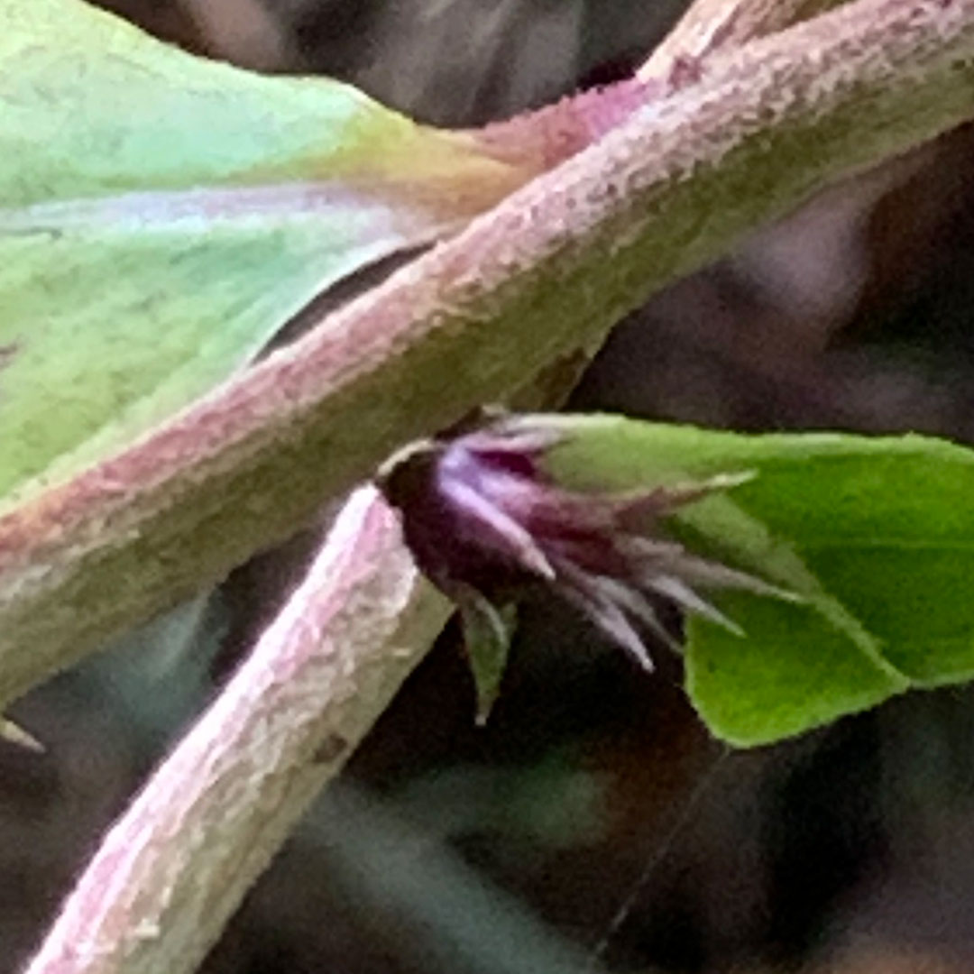 オヤマボクチ(腋芽)