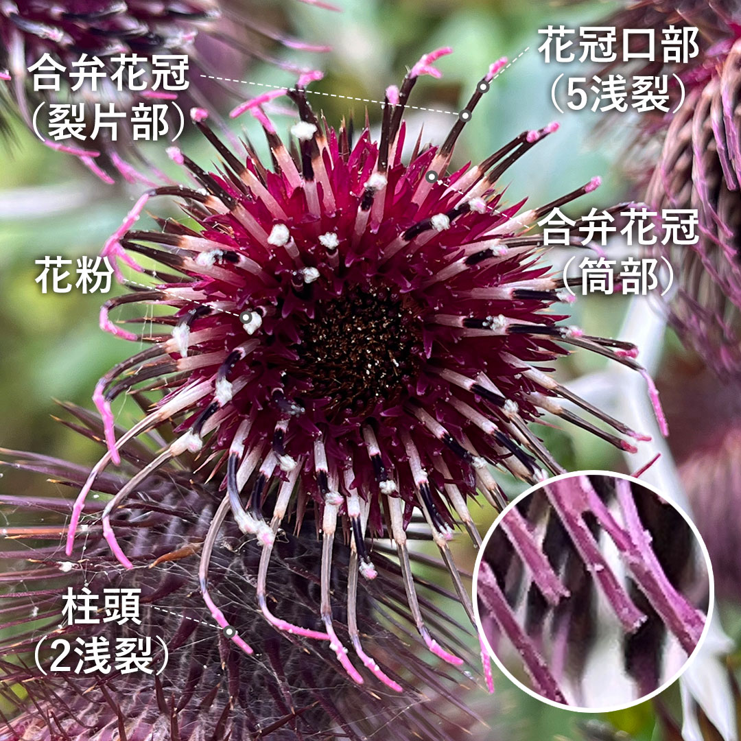 オヤマボクチ(花)