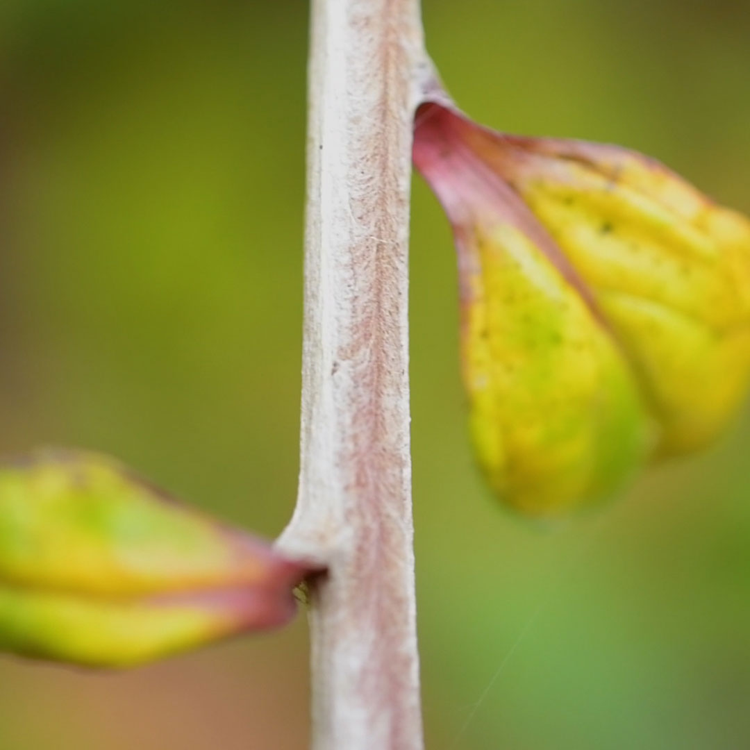オヤマボクチ(茎)
