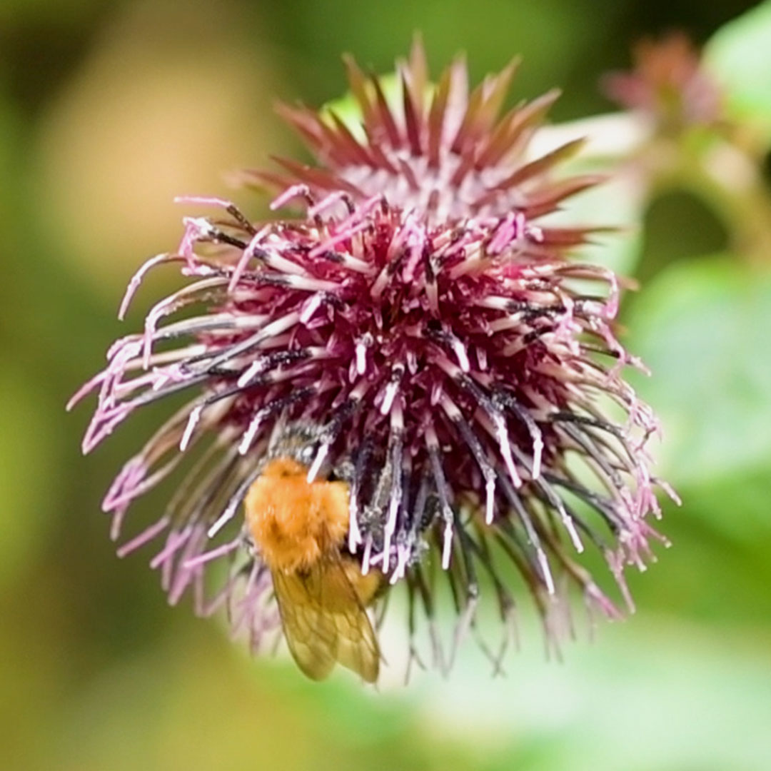 オヤマボクチ（ポリネーター）