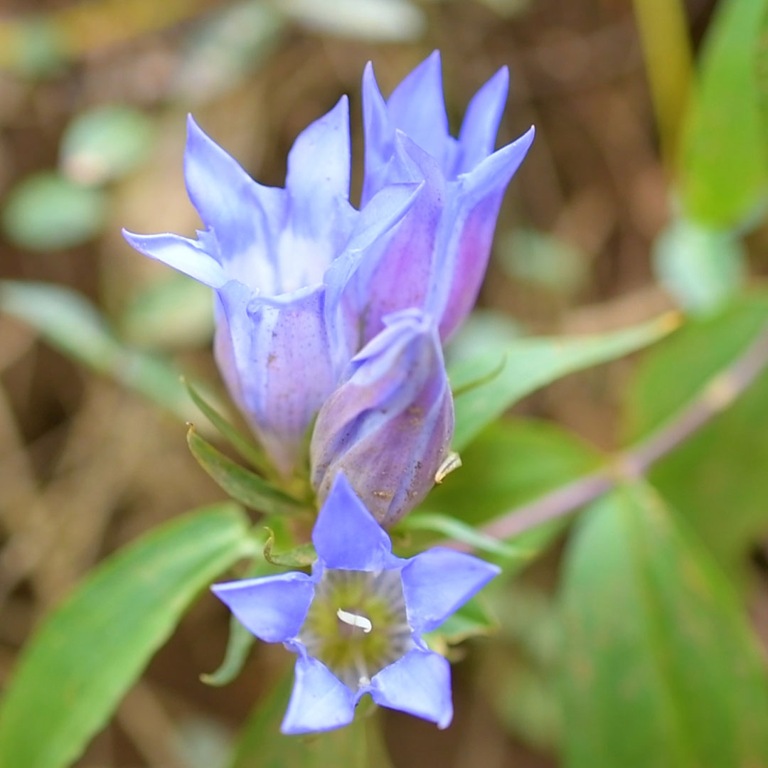 リンドウ（全体）