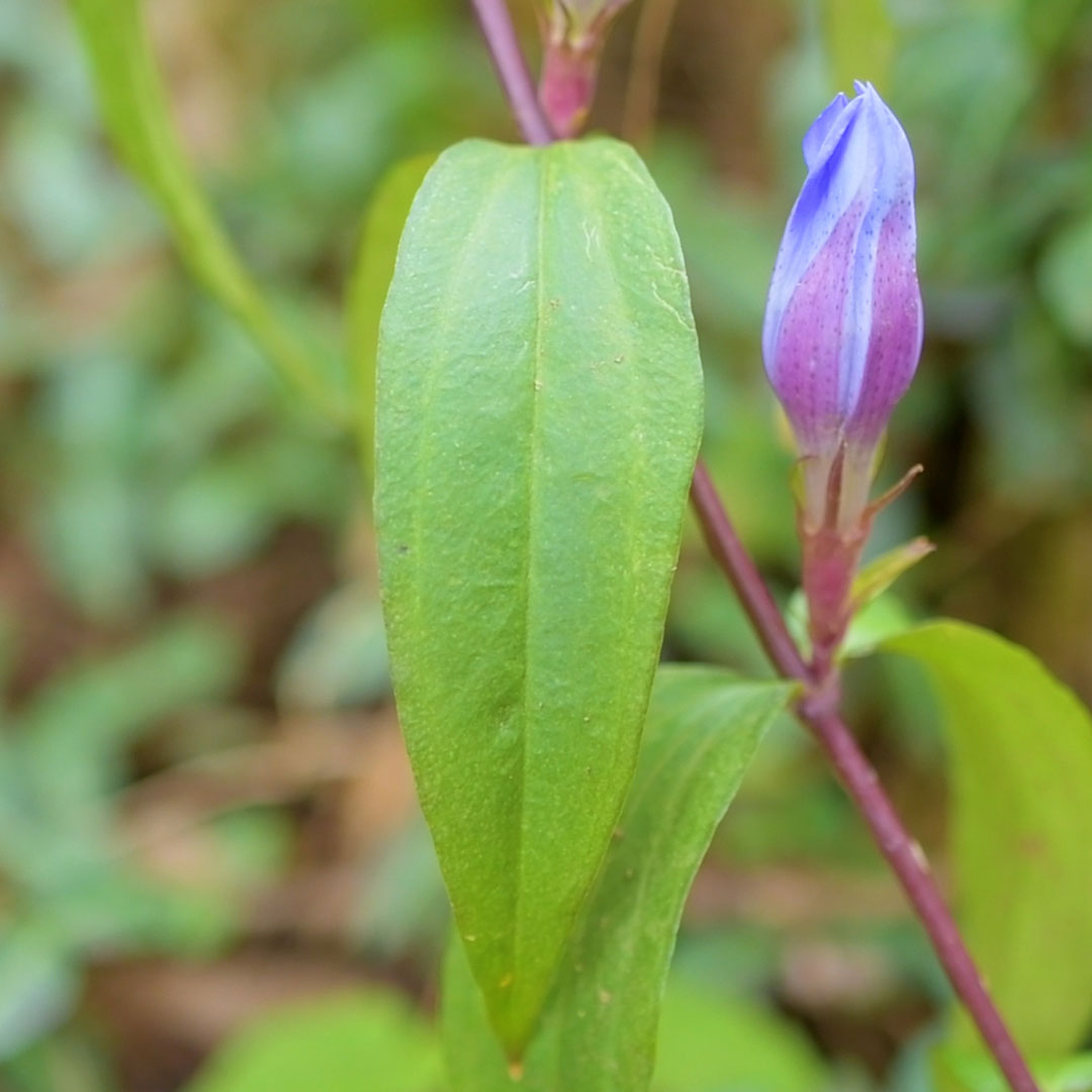 リンドウ（葉）