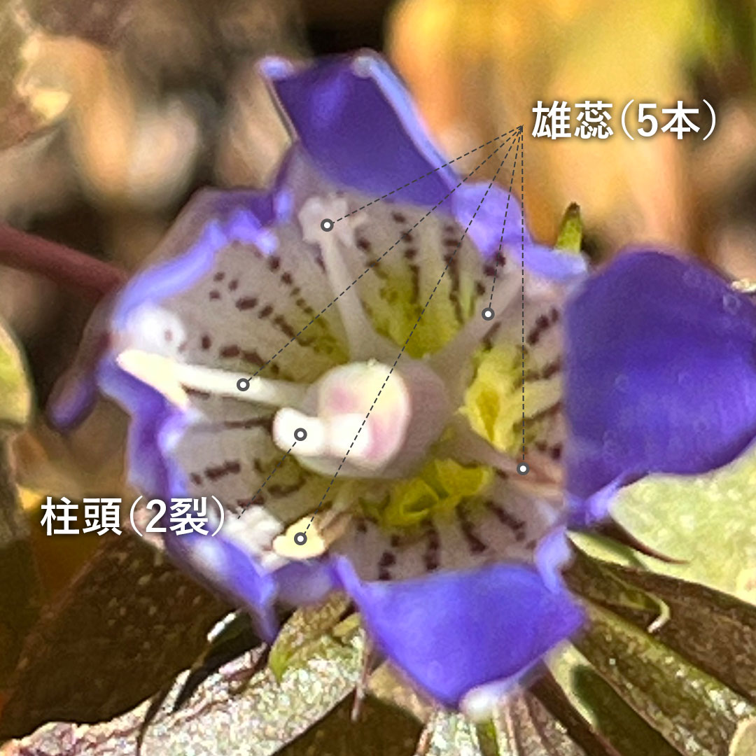 リンドウ（花）