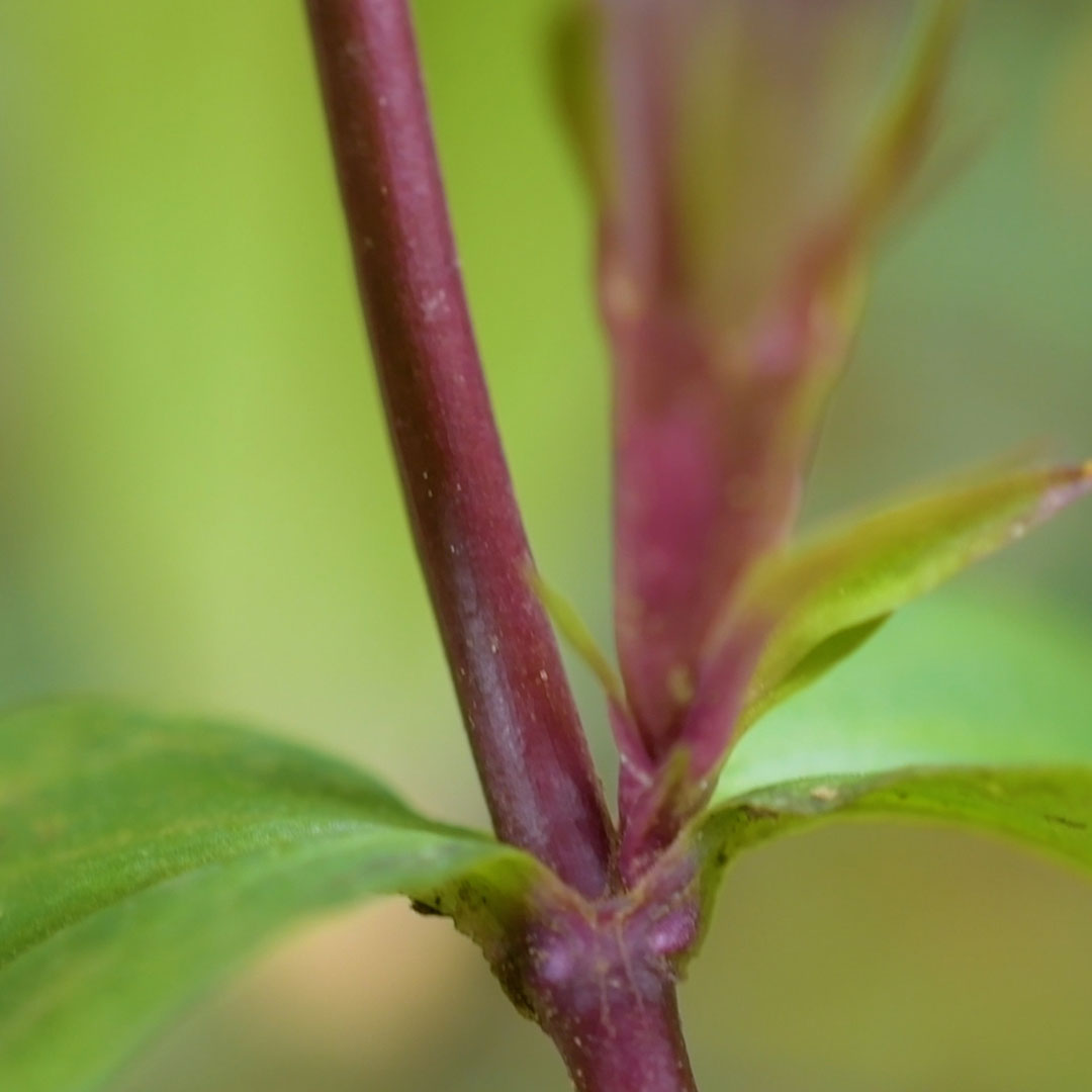 リンドウ（茎）