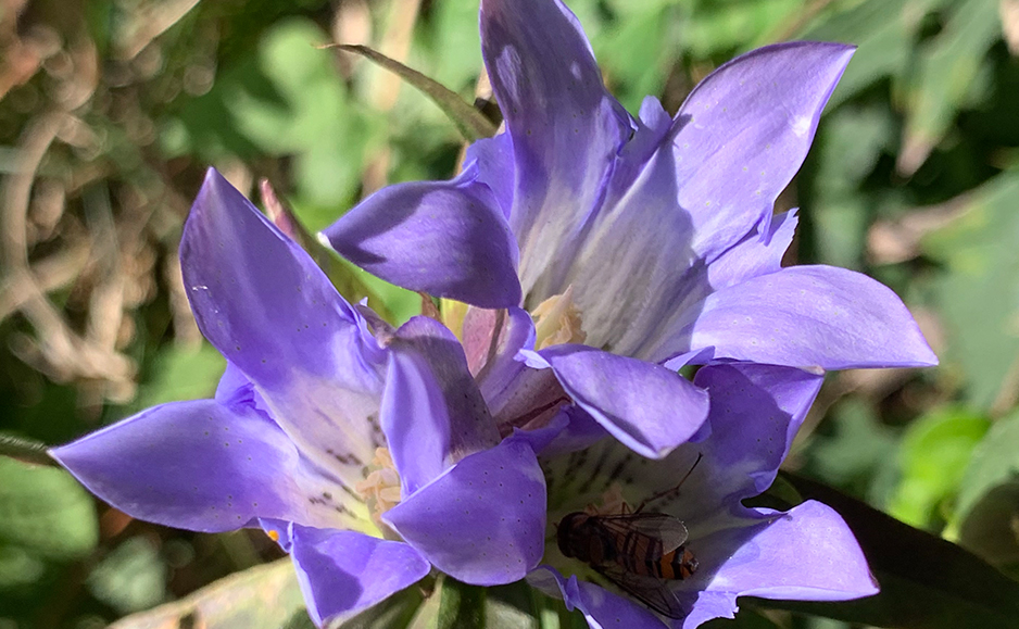 リンドウ（花）