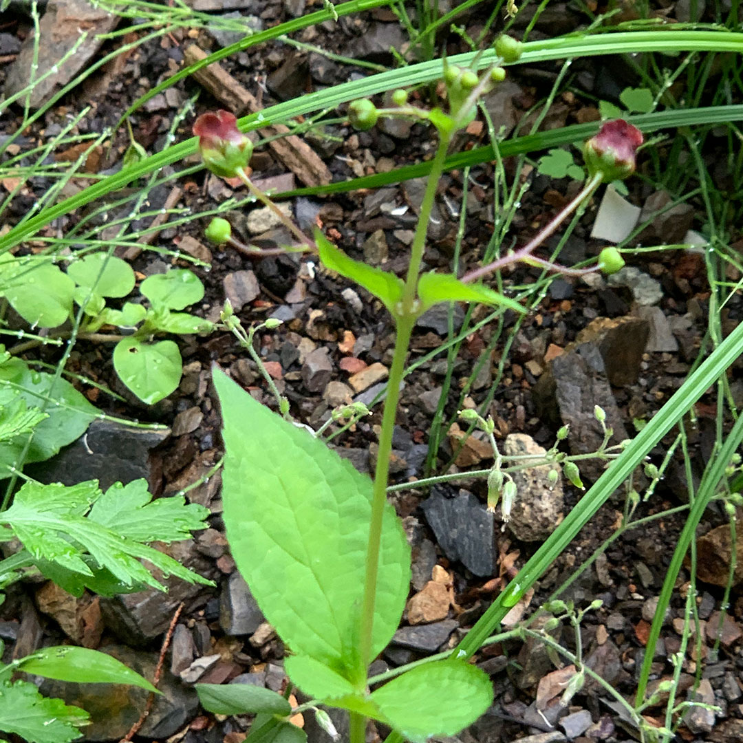 サツキヒナノウスツボ(全体)