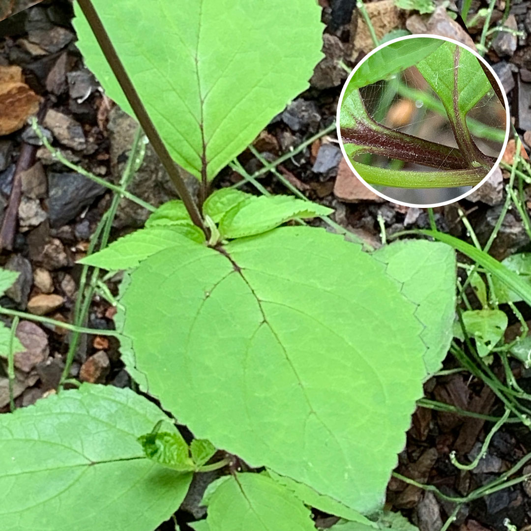 サツキヒナノウスツボ(葉)