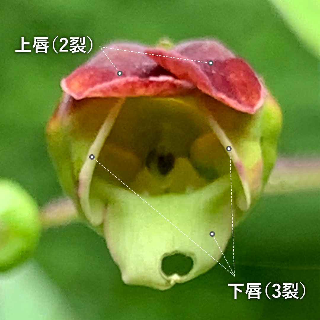 サツキヒナノウスツボ(花)