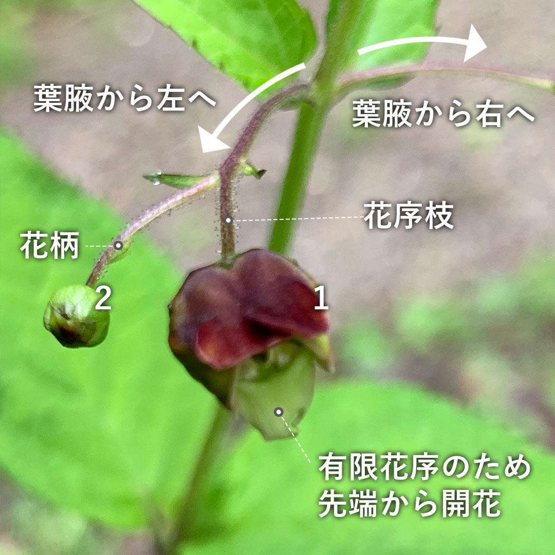 サツキヒナノウスツボ(花序)