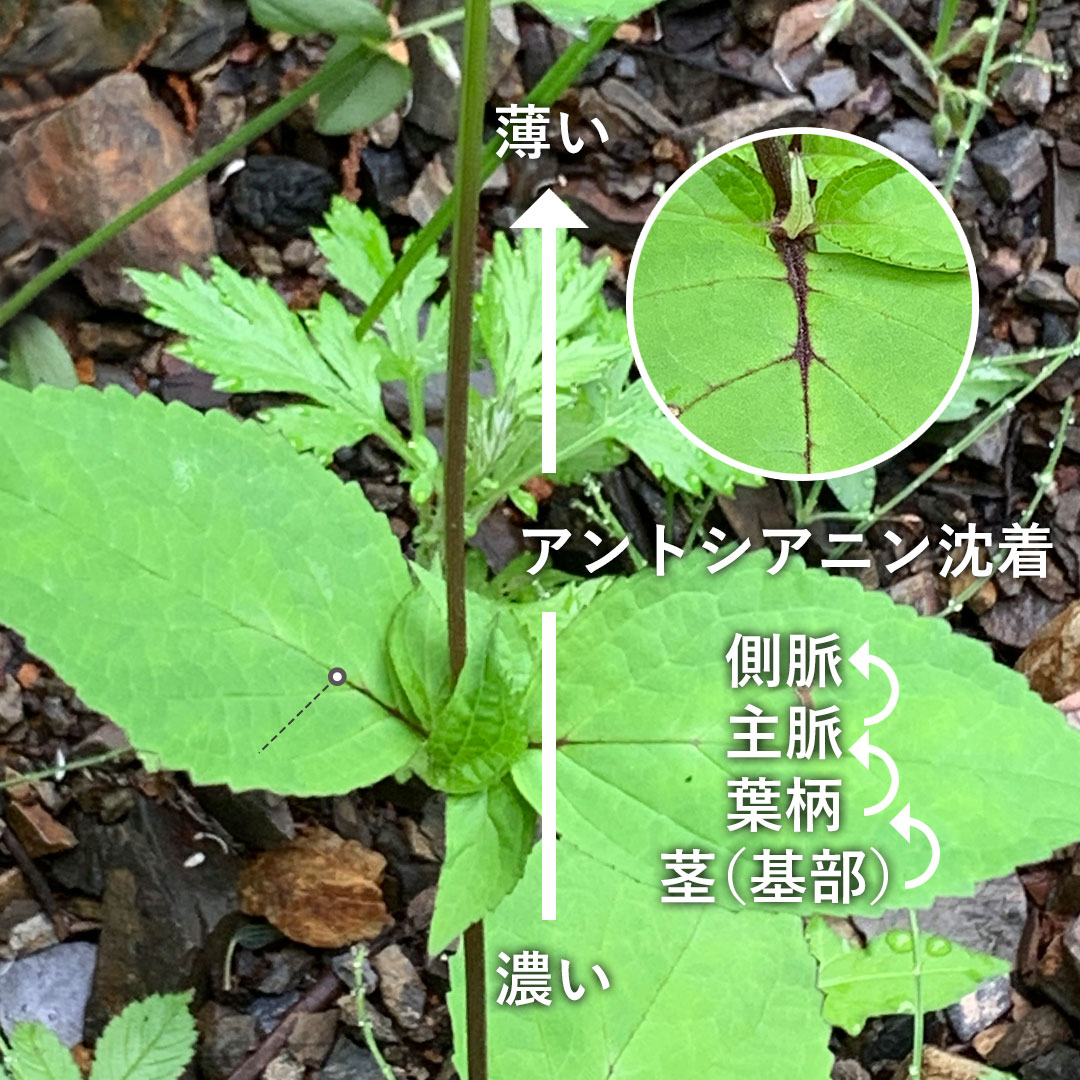 サツキヒナノウスツボ(アントシアニン沈着)