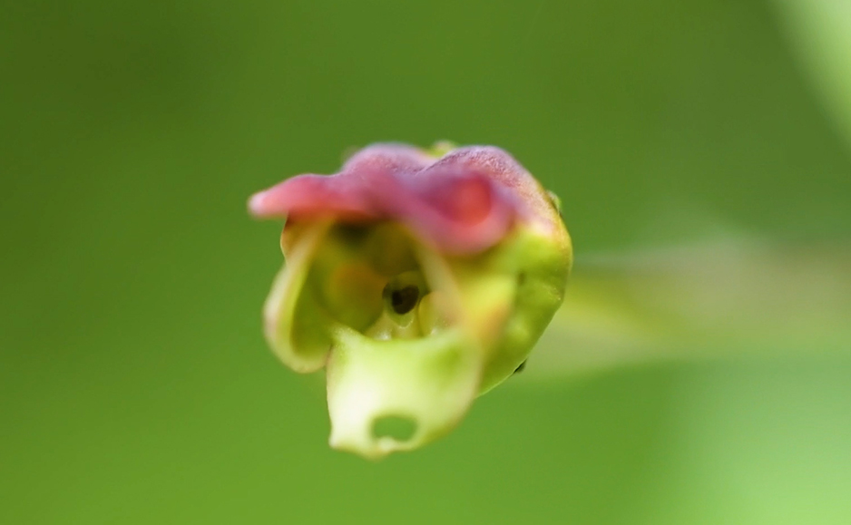 サツキヒナノウスツボ（花）
